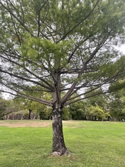 Pinus