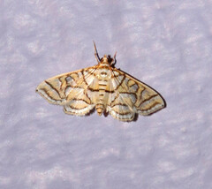 Pseudopyrausta santatalis