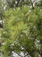 Pinus