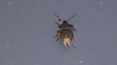 Podisus maculiventris