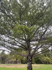 Pinus