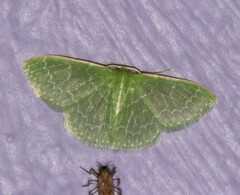 Synchlora frondaria