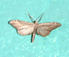 Euacidalia brownsvillea