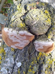 Phellinus tremulae