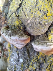 Phellinus tremulae