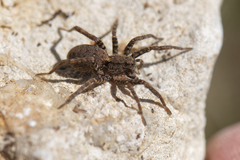Alopecosa albofasciata