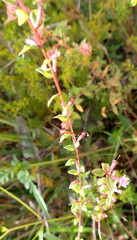 Lythraceae