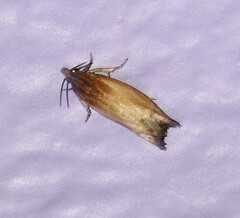 Eucosma
