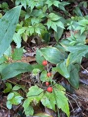 Convallaria