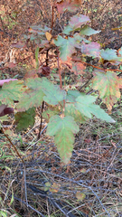 Physocarpus capitatus