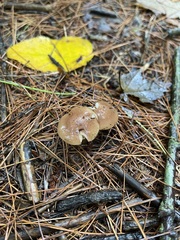 Pholiota velaglutinosa