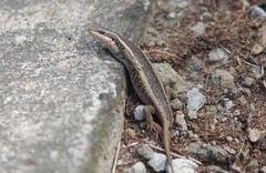 Trachylepis striata