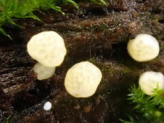 Trichoderma gelatinosum