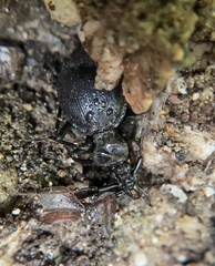 Scaphinotus