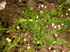 Trichoderma gelatinosum