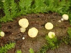 Trichoderma gelatinosum