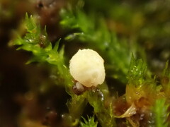 Trichoderma gelatinosum