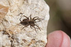Alopecosa albofasciata