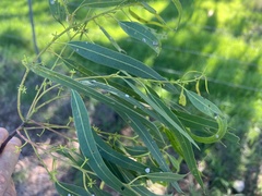 Eucalyptus globulus