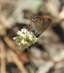 Satyrium
