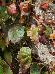 Parthenocissus tricuspidata