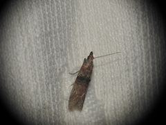 Nephopterix angustella