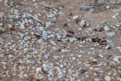 Pogonomyrmex barbatus