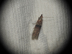 Nephopterix angustella