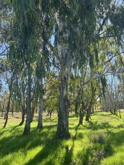 Eucalyptus globulus