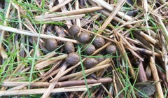 Sylvilagus floridanus