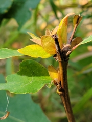 Andricus quercusfrondosus