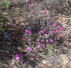 Lampranthus haworthii