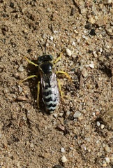 Bembix americana comata