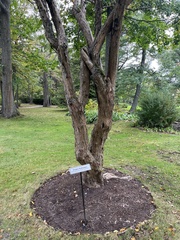 Hydrangea paniculata grandiflora