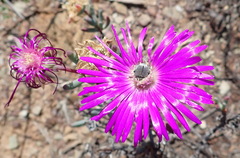 Lampranthus haworthii