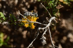 Bembix americana comata