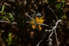 Bembix americana comata