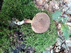 Xerocomellus chrysenteron