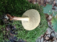 Xerocomellus chrysenteron