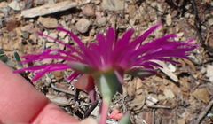 Lampranthus haworthii