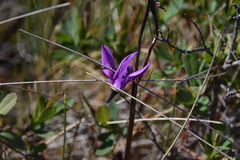 Primula jeffreyi