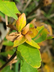 Andricus quercusfrondosus