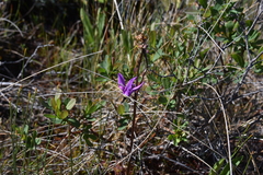 Primula jeffreyi
