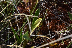 Primula jeffreyi