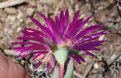 Image of Lampranthus haworthii by (c) Nicola van Berkel, some rights reserved (CC BY-SA)