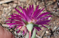 Lampranthus haworthii