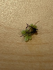 Azolla