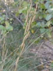 Brachypodium phoenicoides