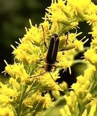 Chauliognathus marginatus