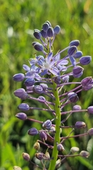 Merwilla plumbea